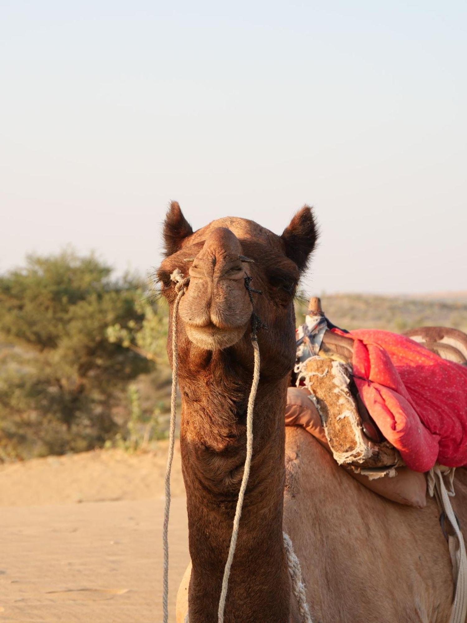 Ideal Guest House Jaisalmer Exterior photo